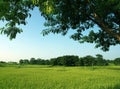 The rice field and trees.