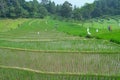 The green rice field in valley in Pacet Indonesia