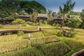 Green rice field in the villa,Thailand