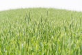 Green Rice Field with white sky background