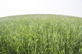 Green Rice Field with white sky background