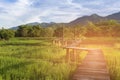 Green rice field with wood walk way with mountain Royalty Free Stock Photo