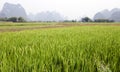 Green rice fields in Asia