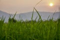 Rice fields and evening sunsets