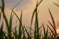 Rice fields and evening sunsets