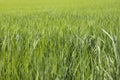 Green rice fields background. The vast green meadow.