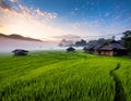 Green rice fields, beautiful morning with clouds. Fog in rice fields. Royalty Free Stock Photo