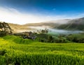 Green rice fields, beautiful morning with clouds. Fog in rice fields. Royalty Free Stock Photo