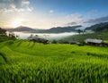 Green rice fields, beautiful morning with clouds. Fog in rice fields. Royalty Free Stock Photo