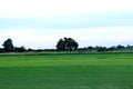 Green rice fields with beautiful nature In Photharam district Ratchaburi Province, Thailand