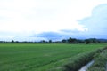 Green rice fields with beautiful nature In Photharam district Ratchaburi Province, Thailand