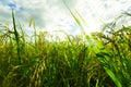 Green Rice fields,Beautiful views landscapes in thailand Royalty Free Stock Photo