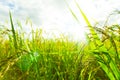 Green Rice fields,Beautiful views landscapes in thailand Royalty Free Stock Photo