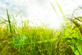 Green Rice fields,Beautiful views landscapes in thailand Royalty Free Stock Photo