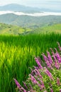 Green rice fields with blur purple flower in front and mountains view behind Royalty Free Stock Photo