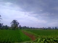 Green rice fields and cloudy skies Royalty Free Stock Photo