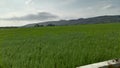 green rice fields in cloudy weather Royalty Free Stock Photo