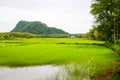 Rice fields and green mountains in the Thai countryside Royalty Free Stock Photo