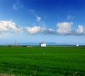 Green rice fields in El Saler at Valencia Spain