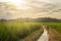 Green rice fields with flowing irrigation streams with good optical lighting. Indonesian rice field view Royalty Free Stock Photo