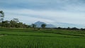 Green rice fields in front of merapi