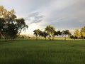 Green rice fields, golden sunlight that Thailand shines down beautifully. clear blue sky