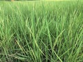 Green rice fields growing background