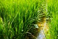 Green rice fields Royalty Free Stock Photo