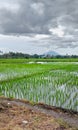 Green rice fields on Indonesian village, dykes, under the evening sky with beautiful clouds Royalty Free Stock Photo