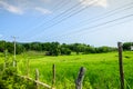 green rice fields industrial crops