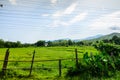 green rice fields industrial crops