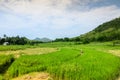 green rice fields industrial crops