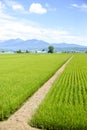 Green rice fields in Japan