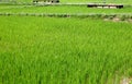 Green rice fields in June Royalty Free Stock Photo