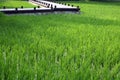 Green rice fields in June Royalty Free Stock Photo