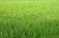 Green rice fields in June Royalty Free Stock Photo