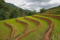 Green Rice fields in June, Sapa