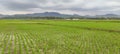 green rice fields for life. Royalty Free Stock Photo