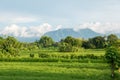 Green rice fields in Lovina on Bali island with volcano, Indonesia