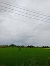 green rice fields in the middle accompanied by overcast clouds with cables stretched