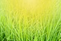 Green rice fields in the morning. Royalty Free Stock Photo