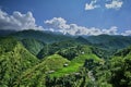 Green rice fields in the mountains of vietnam Royalty Free Stock Photo