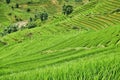 Green rice fields in the mountains of vietnam Royalty Free Stock Photo
