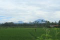 Green rice fields and mountains Royalty Free Stock Photo