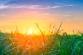 Green rice fields with orange sunlight in the morning and beautiful sky Royalty Free Stock Photo