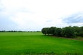 Green rice fields Royalty Free Stock Photo