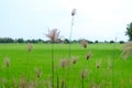 Green rice fields Royalty Free Stock Photo
