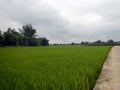 Green rice fields on overcast cloudy day Royalty Free Stock Photo