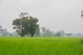 .Green rice fields and rain on a stormy day