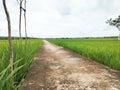 green rice fields in rural rice fields